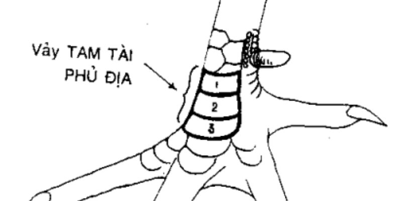 Đôi nét về vảy tam tài phủ địa trên chiến kê